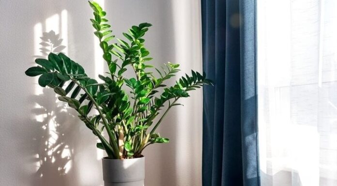 3 Things to Avoid When Growing Money Trees to Keep Them Lush and Lucky
