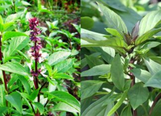 “Grow Your Own Basil at Home: A Year-Round Pest-Repelling Edible Garden”