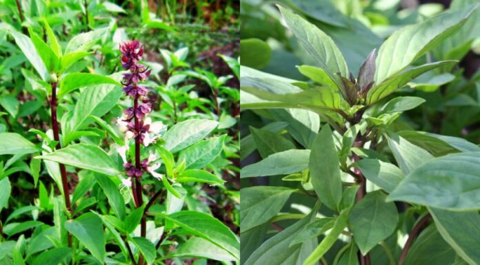 “Grow Your Own Basil at Home: A Year-Round Pest-Repelling Edible Garden”