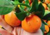 The Ultimate Guide to Buying Oranges: 4 Tips for Choosing the Juiciest, Sweetest Fruit