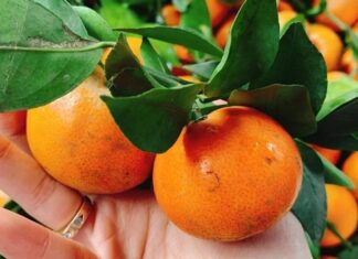 The Ultimate Guide to Buying Oranges: 4 Tips for Choosing the Juiciest, Sweetest Fruit