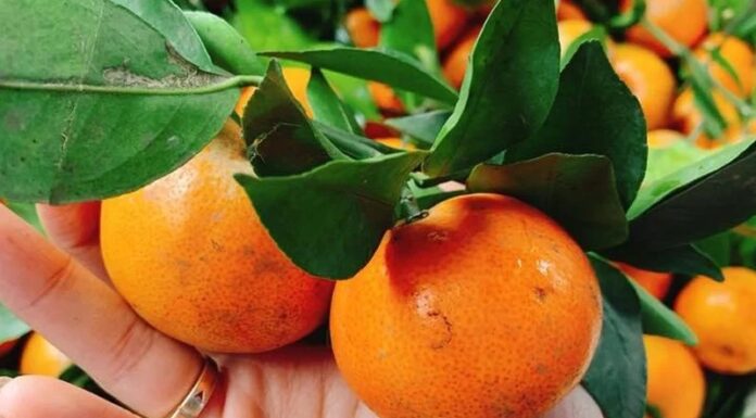 The Ultimate Guide to Buying Oranges: 4 Tips for Choosing the Juiciest, Sweetest Fruit