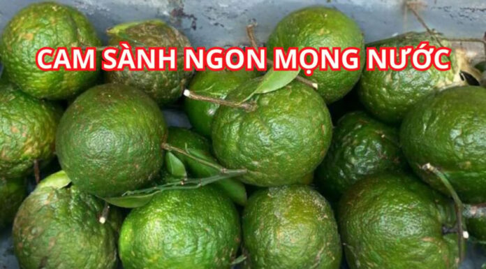 The Secret to Choosing the Sweetest Mandarins: A Plump, Juicy Guide