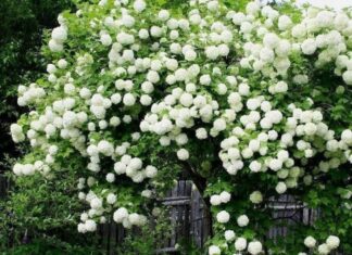 The 3 Lucky House Plants to Invite Fortune and Prosperity In