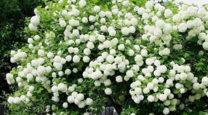 The Top 3 House Plants to Bring Good Fortune and Prosperity to Your Home