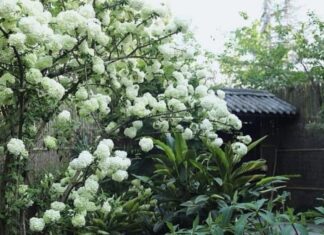 The Blooming Beauty: A Symbol of Joy and Prosperity.