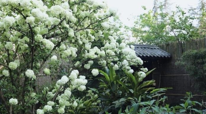 The Blooming Beauty: A Symbol of Joy and Prosperity.