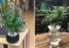 What Plants Are Suitable for Those With a Wood Element?