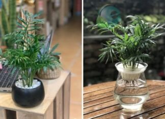 What Plants Are Suitable for Those With a Wood Element?