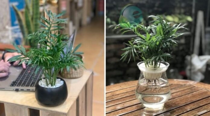 What Plants Are Suitable for Those With a Wood Element?