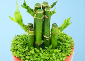 6 Types of Plants to Bring Good Fortune: Enhancing Your Home and Altar with Nature’s Blessings