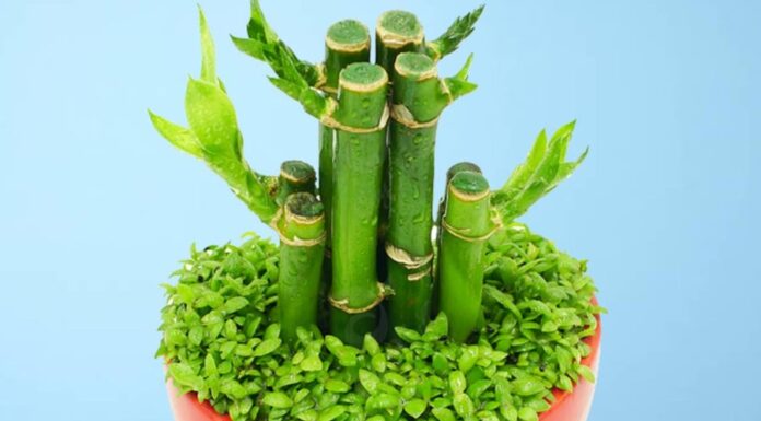 6 Types of Plants to Bring Good Fortune: Enhancing Your Home and Altar with Nature’s Blessings