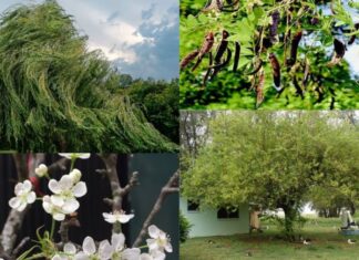 The Ancient’s Wisdom: Unraveling the Mystery of Yin and Yang in Plant Placement for Prosperity and Legacy