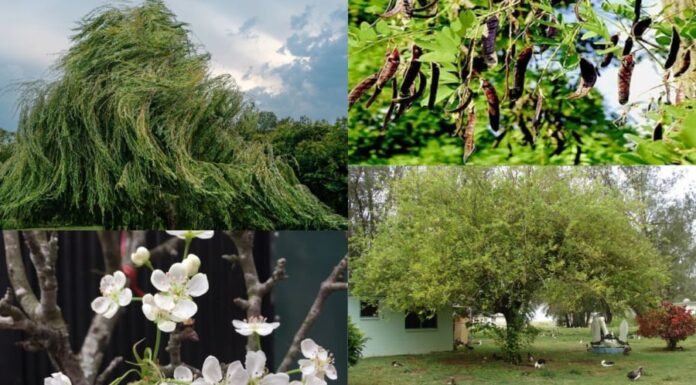 The Ancient’s Wisdom: Unraveling the Mystery of Yin and Yang in Plant Placement for Prosperity and Legacy