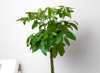 The Ancients’ Wisdom: ‘Uncover These 5 Treasures Within Your Home for Abundant Wealth and Prosperity Across Generations’