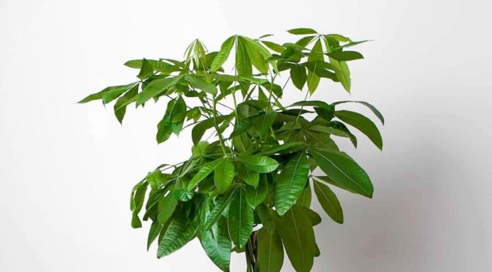 The Ancients’ Wisdom: ‘Uncover These 5 Treasures Within Your Home for Abundant Wealth and Prosperity Across Generations’