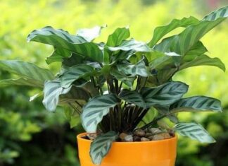 Why Don’t Store-Bought Flowers Last? The Surprising Reason Revealed.