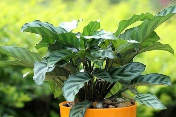 Why Don’t Store-Bought Flowers Last? The Surprising Reason Revealed.