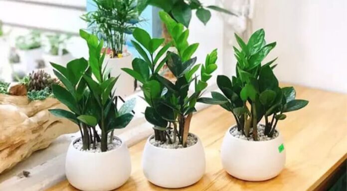 8 Types of Feng Shui Plants That Are Perfect for People With the ‘Kim’ Element: Grow Them to Attract Wealth and Prosperity