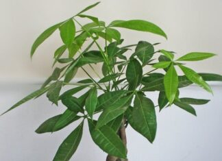 The 7 Most Auspicious Desktop Feng Shui Trees to Attract Wealth and Prosperity for a Smooth-Sailing Career