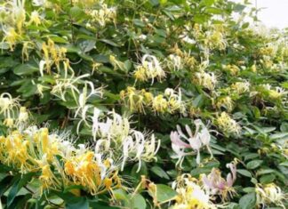 The Tree of Beauty and Fortune: A Plant of Enigmatic Charm.