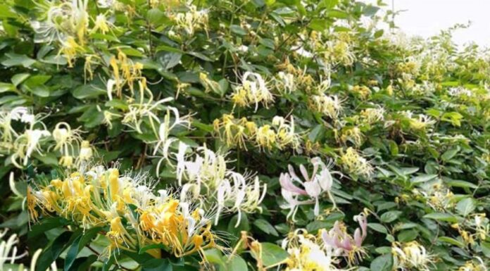 The Tree of Beauty and Fortune: A Plant of Enigmatic Charm.