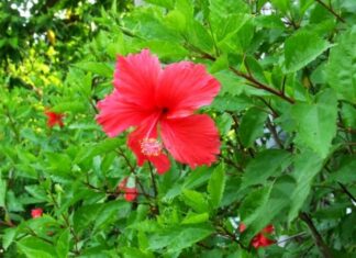 3 Types of Flowers and Ornamental Plants That You Should Never Give as Gifts, or You Might Bring Bad Luck to the Receiver