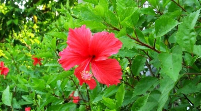 3 Types of Flowers and Ornamental Plants That You Should Never Give as Gifts, or You Might Bring Bad Luck to the Receiver