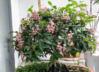 “The Ultimate Ornamental Tree: A Sight to Behold”