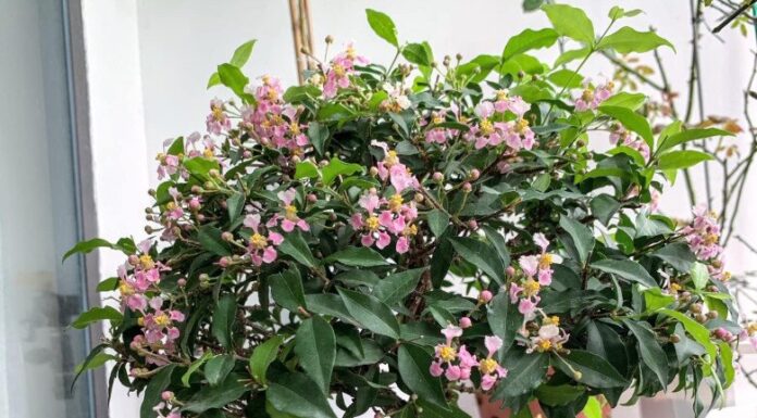 “The Ultimate Ornamental Tree: A Sight to Behold”