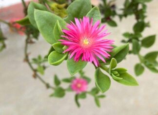 “The Ever-Blooming Edible Beauty”