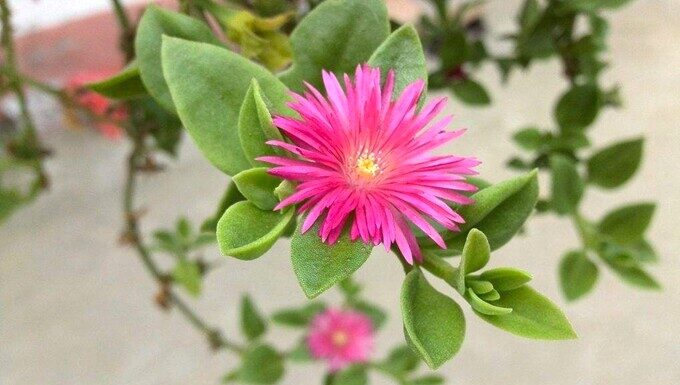 “The Ever-Blooming Edible Beauty”