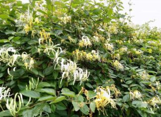 The 5 House Plants That Suddenly Bloom with Brilliant Flowers, Foretelling Good Fortune: A Family’s Guide to Welcoming Prosperity.