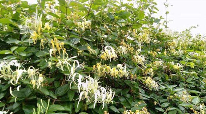 The 5 House Plants That Suddenly Bloom with Brilliant Flowers, Foretelling Good Fortune: A Family’s Guide to Welcoming Prosperity.