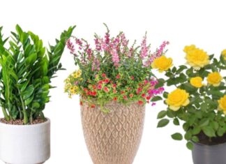 The House of Surprises: Uncover the Unexpected Signs of Ancestral Fortune Within Your Home