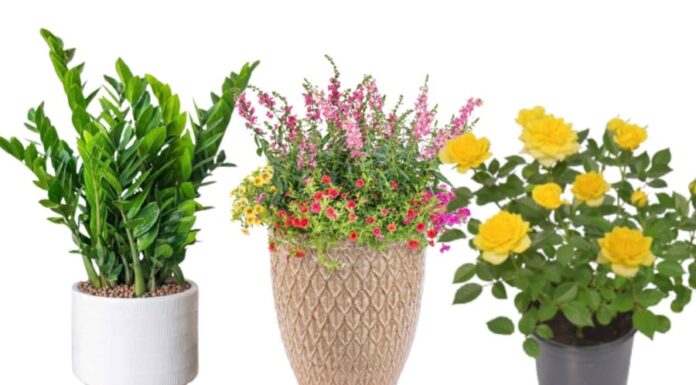 The House of Surprises: Uncover the Unexpected Signs of Ancestral Fortune Within Your Home