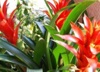 The Ancient’s Wisdom: “Plant These 5 Trees in Your Home for Healthy, Intelligent Offspring and Abundant Wealth”