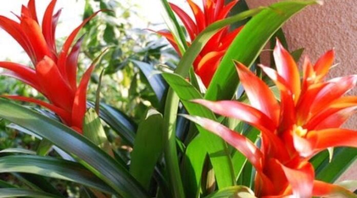 The Ancient’s Wisdom: “Plant These 5 Trees in Your Home for Healthy, Intelligent Offspring and Abundant Wealth”