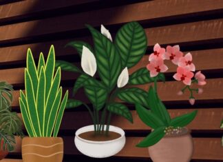 “The Ultimate Guide to Feng Shui Plants: Unlocking Wealth and Prosperity”