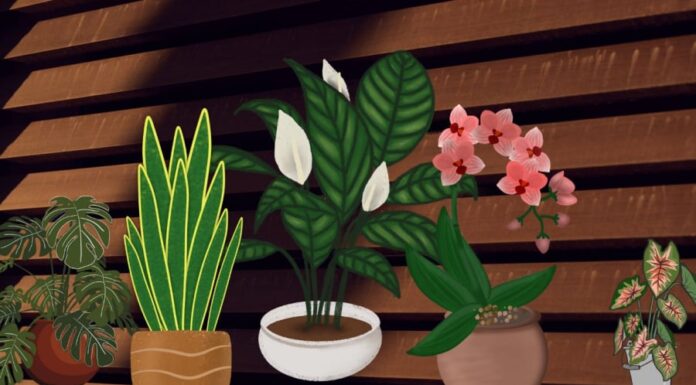 “The Ultimate Guide to Feng Shui Plants: Unlocking Wealth and Prosperity”