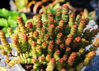 The Four Lucky Plants to Attract Wealth and Prosperity.