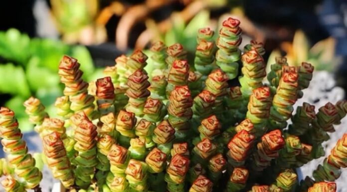 The Four Lucky Plants to Attract Wealth and Prosperity.