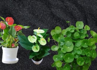 The Money Tree: Unlocking Prosperity with a Simple Plant.