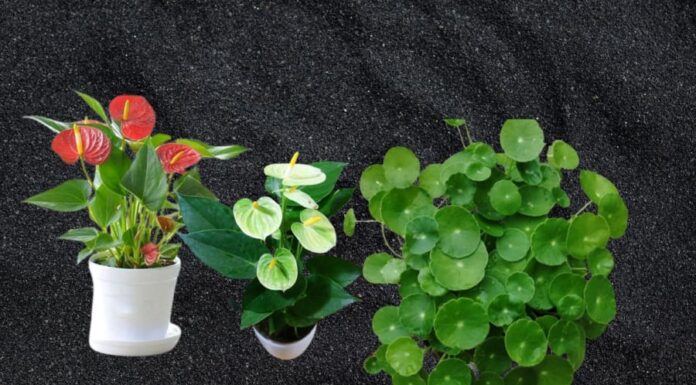 The Money Tree: Unlocking Prosperity with a Simple Plant.