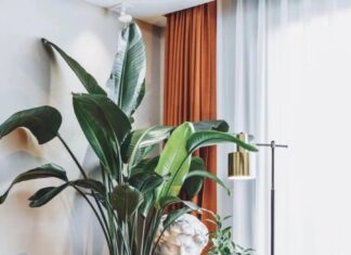 Purifying Air, Attracting Blessings and Luck: The Money Tree with Large Leaves
