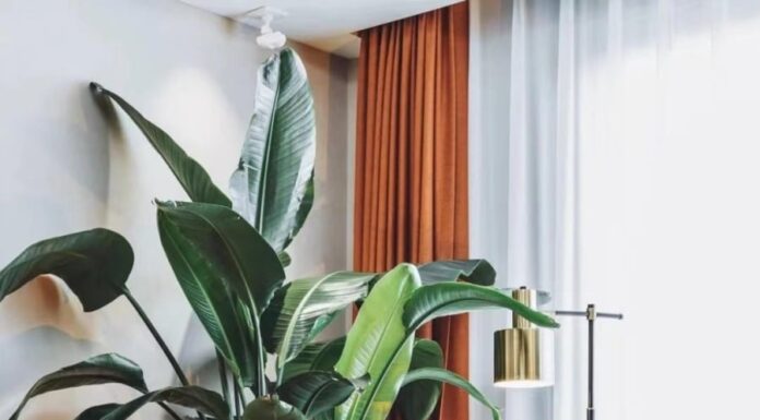 Purifying Air, Attracting Blessings and Luck: The Money Tree with Large Leaves