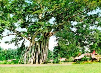 The Ancient Adage: “The Five Trees That Must Never Be Felled in Front of a House”