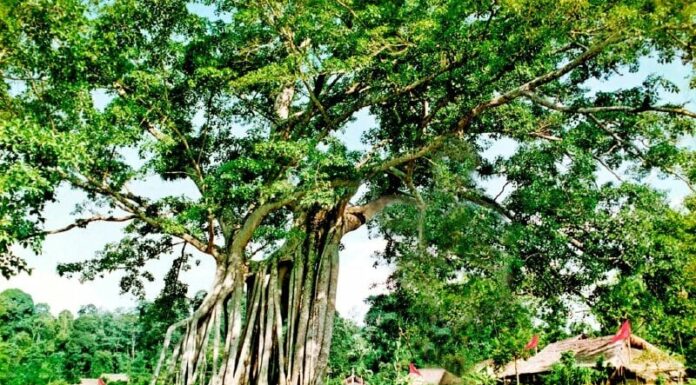 The Ancient Adage: “The Five Trees That Must Never Be Felled in Front of a House”