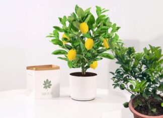 The Perfect House Plant: Fruity and Fortune-Friendly
