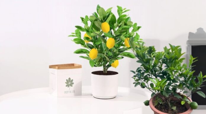 The Perfect House Plant: Fruity and Fortune-Friendly